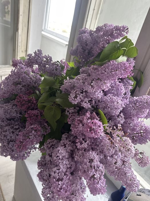 Огромный букет сирени