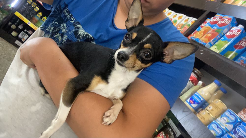 Ищу девочку Той терьера