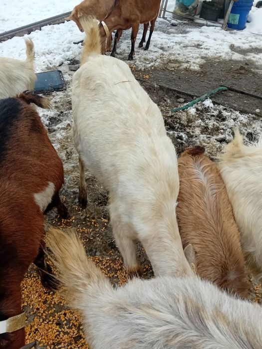 Capra sannen gestanta