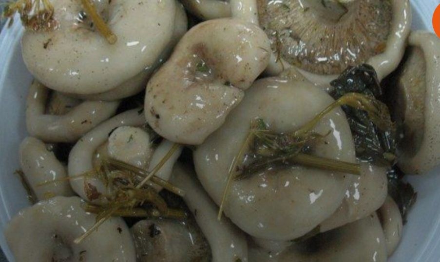 Продам Грибы грузди