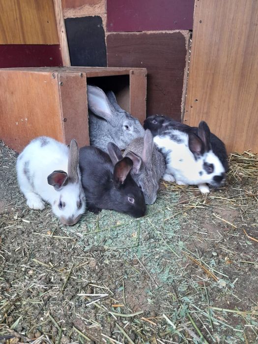 Продам крольчат породы Строкачи