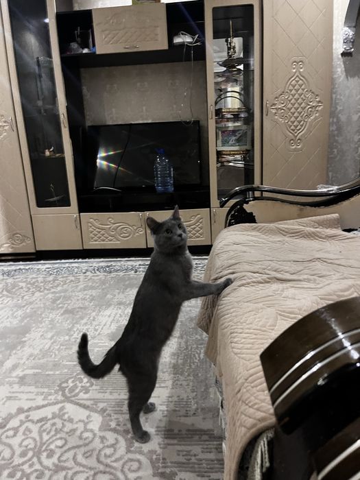 Отдам кота в добрые руки