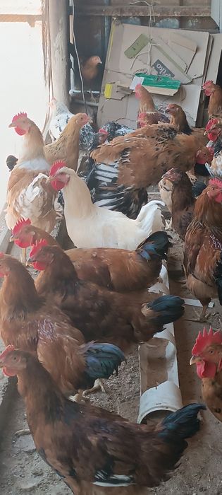 Продается куры домашные
