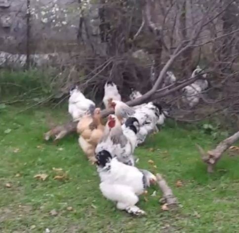 Ishonchli brama tovuq tuxumi