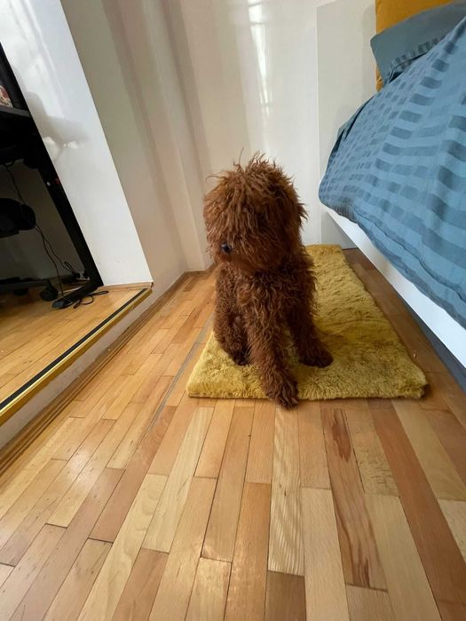 Poodle mascul de 7 luni, superb, red intens, provenit din părinți cu pedigree