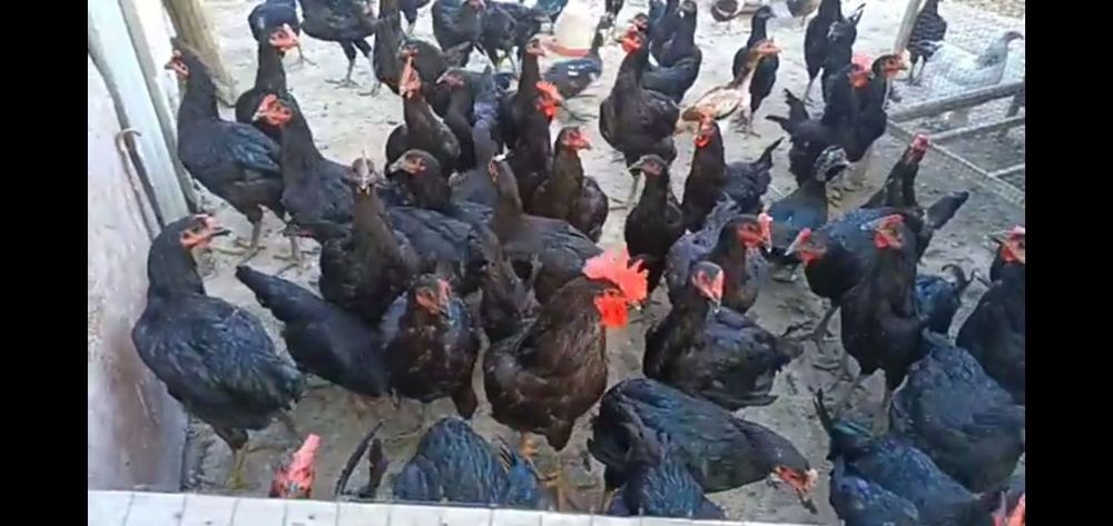 Damashniy tuxumla.Qora tovuqlaniki.Juda mazali,tabiiy