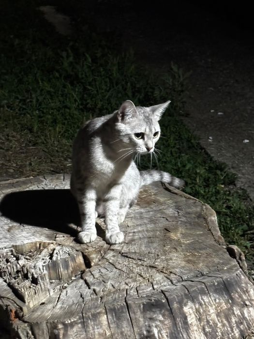 Котенок ищет любящую семью!