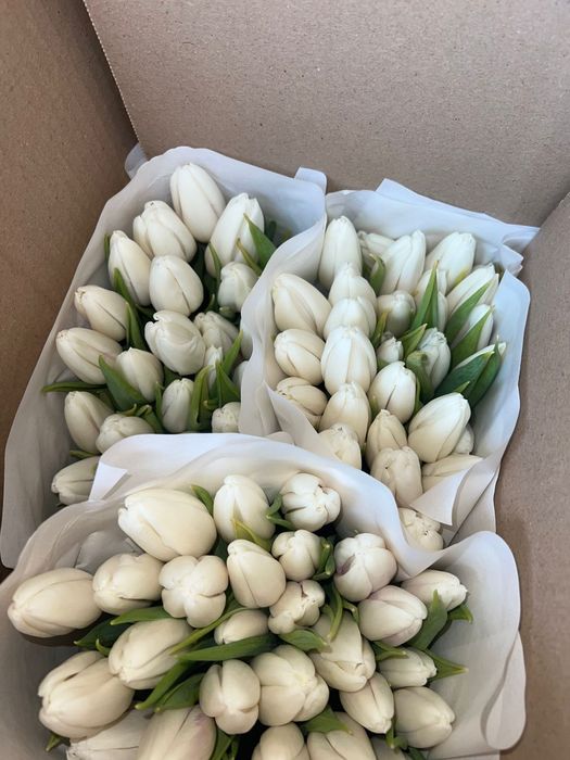 Продаются тюльпан