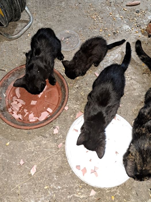 Pisici pt adopție