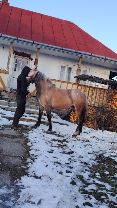 Vând sau schimb cu animale sau auto,buz.