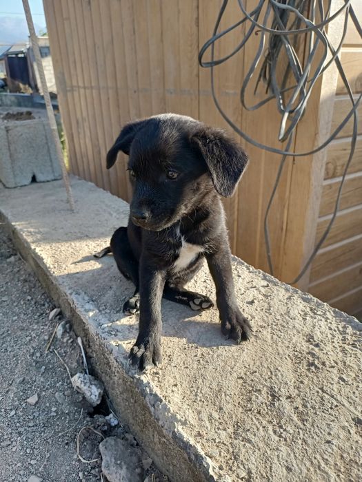 Щенки ищут дом, бесплатно Тегін күшіктер бар