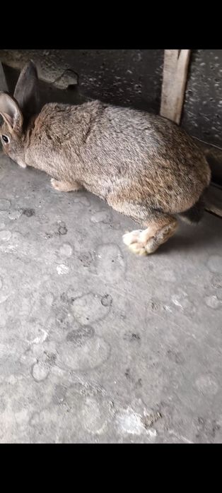 Продам крольчат.