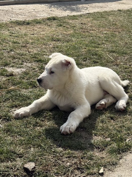 Алабай 4 айлык чистокровный алабай