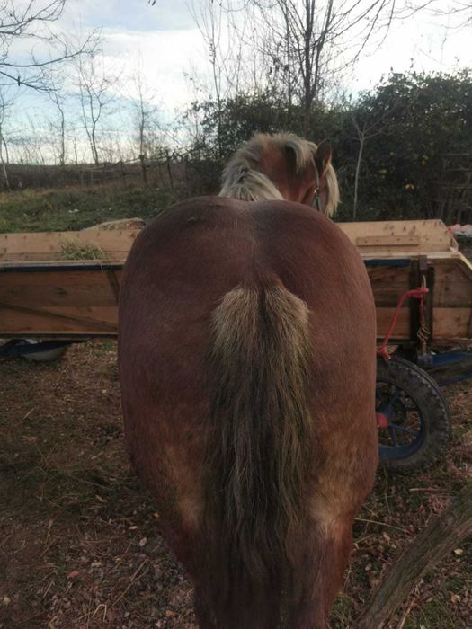 Vând manza de 2 ani foarte cuminte