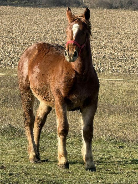 Vând mânză de 8 luni