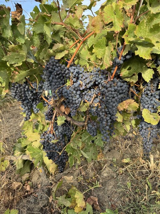 Merlot de vanzare!