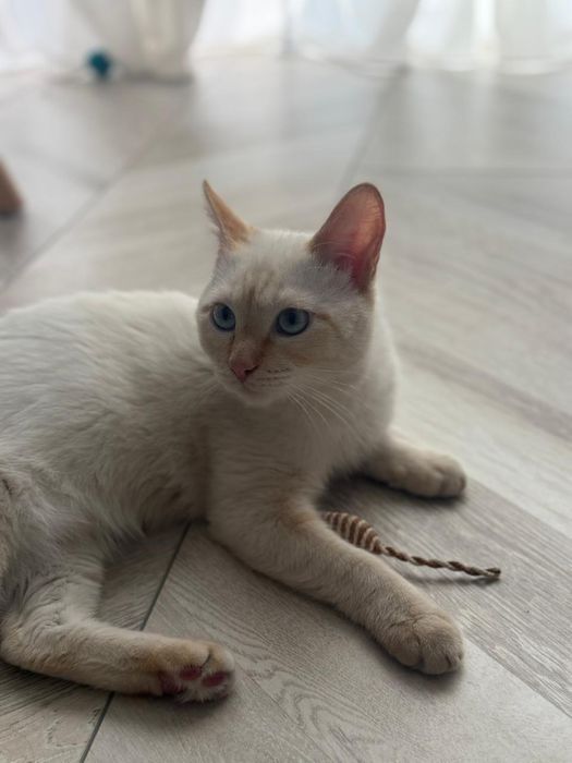 Котенок Лаки, 6 месяцев.