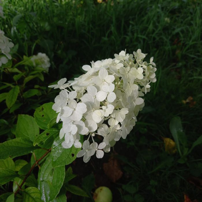 Прлдам гортензии
