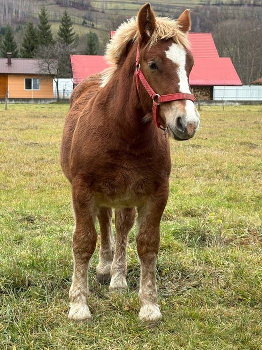 Vând mânză sarga mânze negre armasar