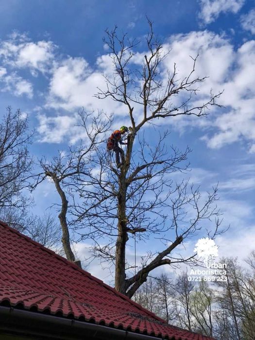 Pret Toaletat Copaci - Îngrijire arbori - Toaletare pomi stropit