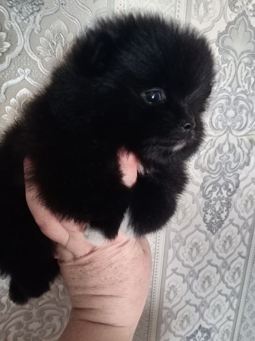 Продам щенков шпица