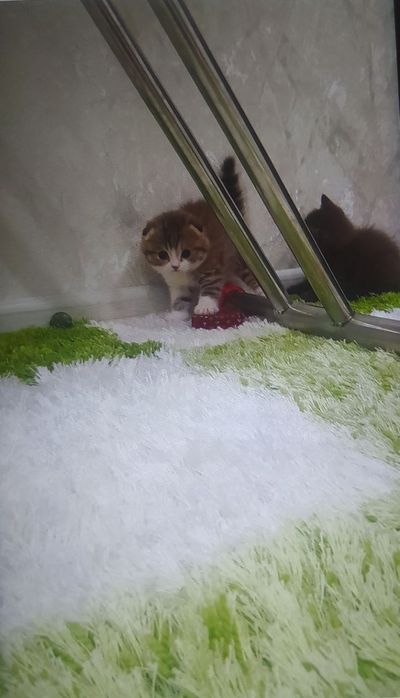 Британские котята