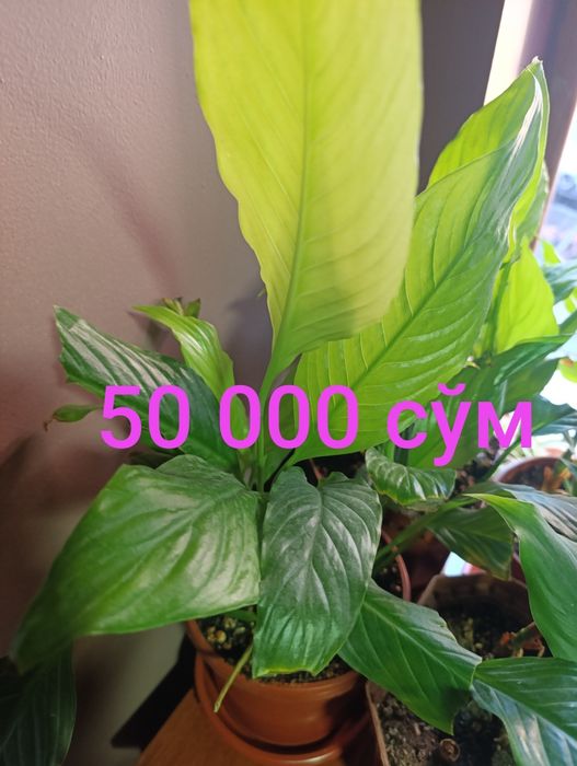 Sasiveriya hlorafitum spatifilum guli Комнатный растения