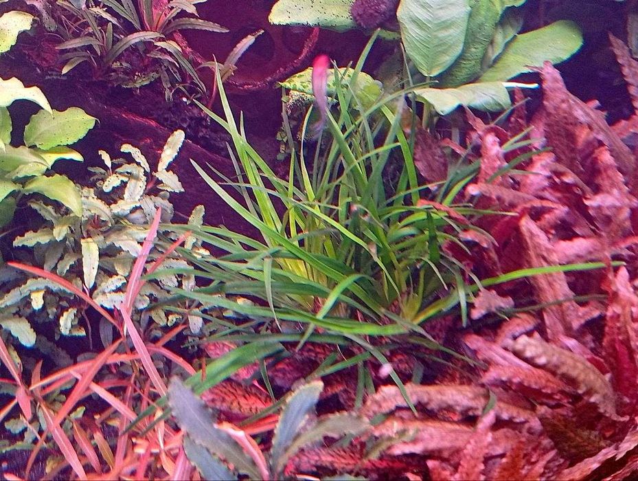 Эриокаулон Вьетнам (Eriocaulon sp. Vietnam) . Аквариумное растение