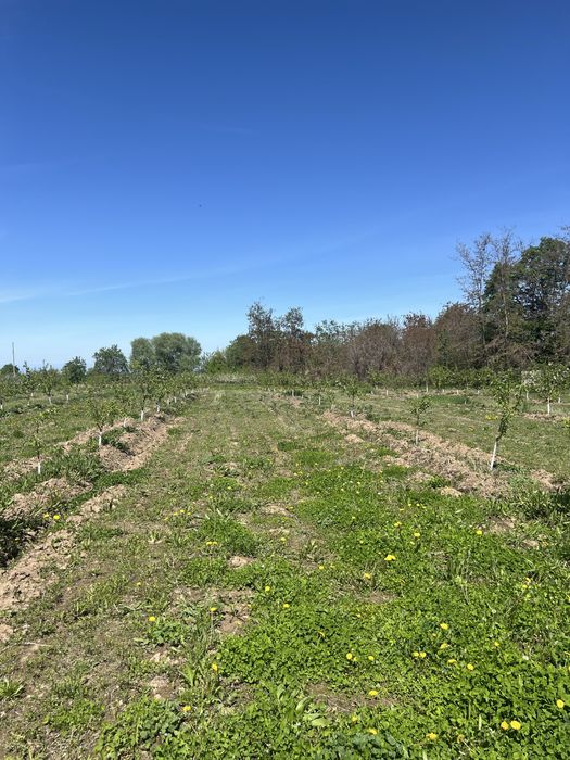 Продам яблоневый сад