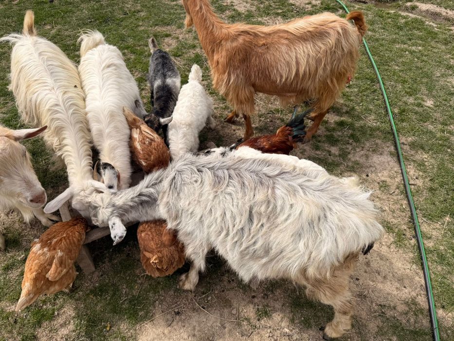 Vând capre și iezi