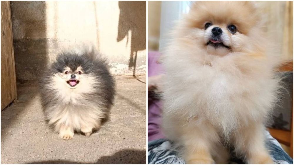 Вязка.два кобеля цверг шпица