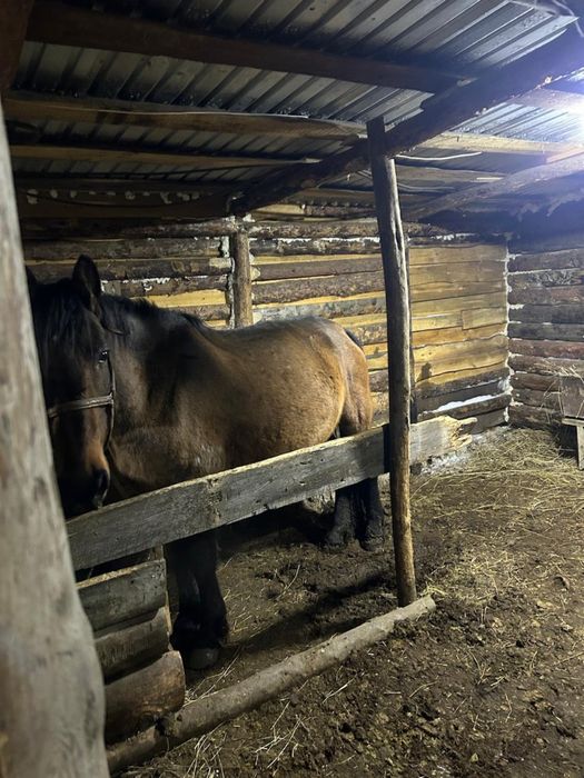 Продам лошадь бие