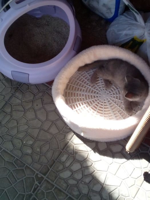 Scotish strayt mushugi