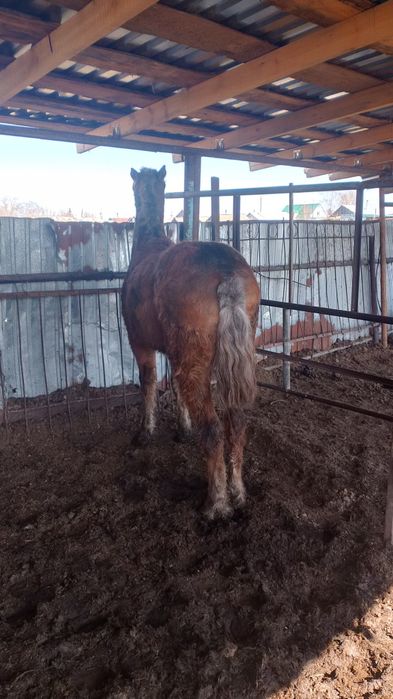 Продам двух жеребчиков