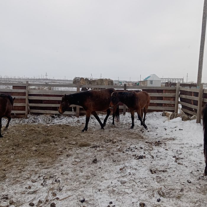 Бие сатылады буаз