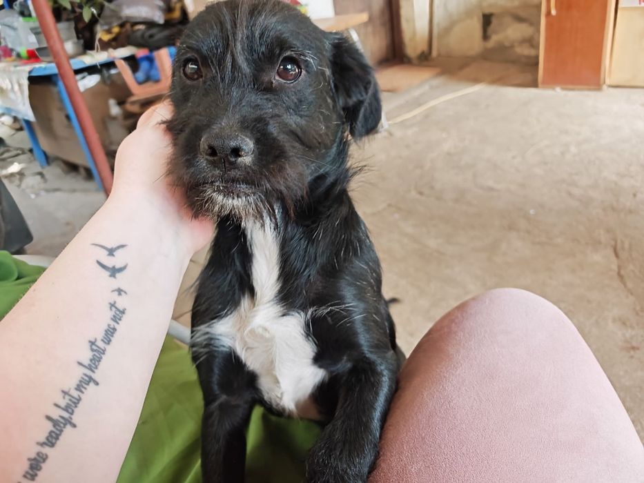 Adopție câini baiat+fata