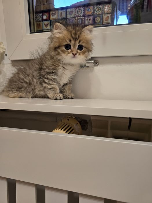 Pui pisică british longhair