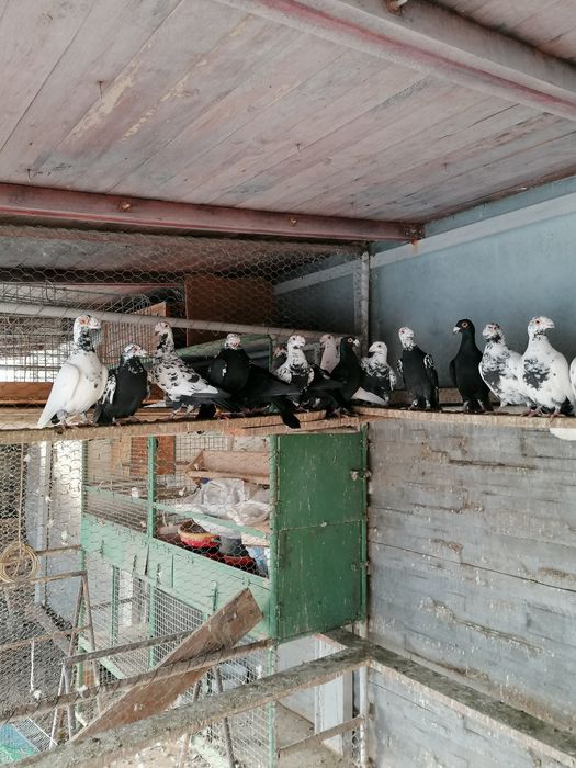 Vând voiajor stil vechi( duduros)