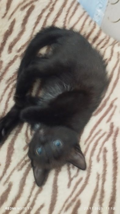 Отдам двух девочек