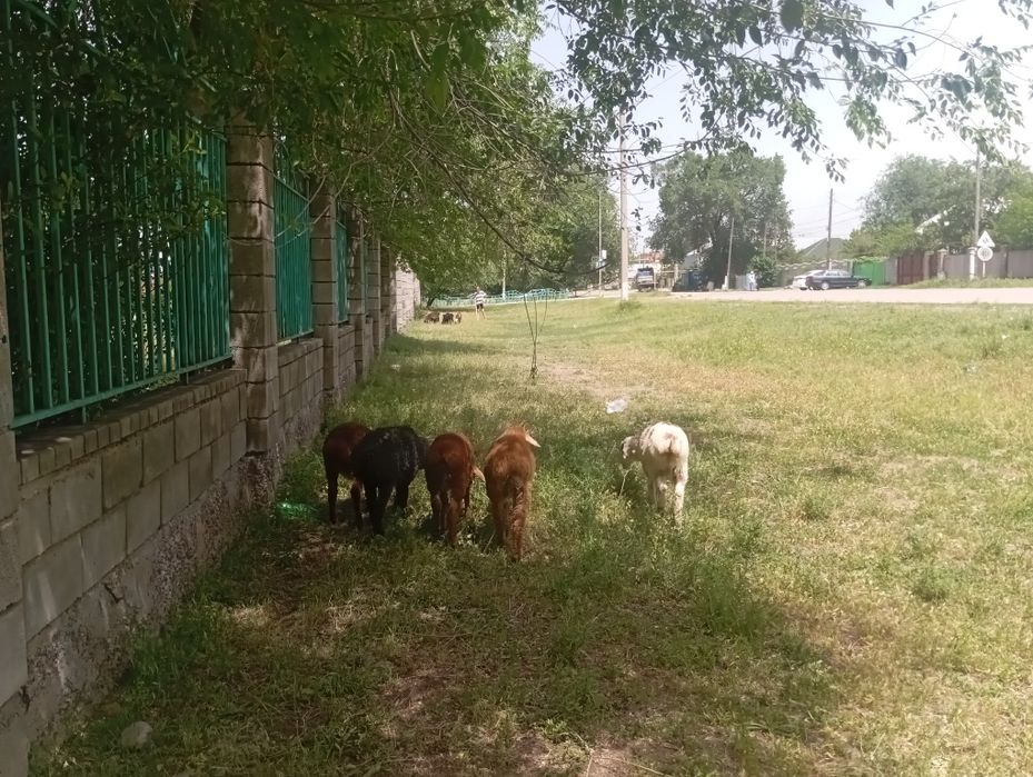 Қозылар сатылады
