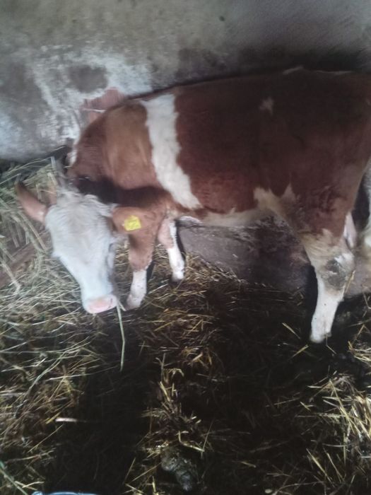 Vând vițea! Are 6 luni