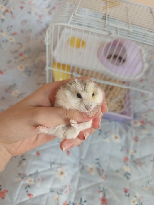 Продам хомяка джунгарика с клеткой