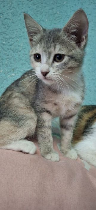 Мехрибон кулларга мушук боласи