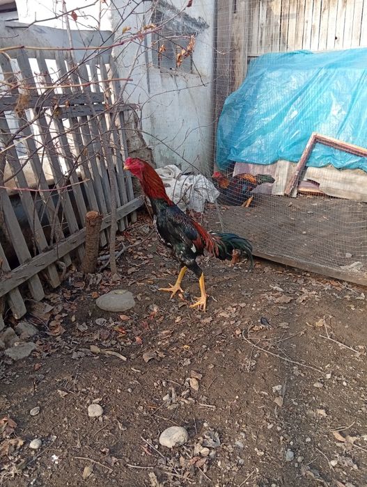 Тухум ва Жожалар сотилади.