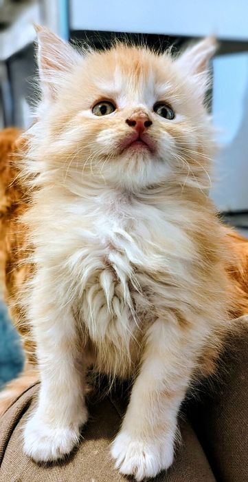 Vând băiețel maine coon