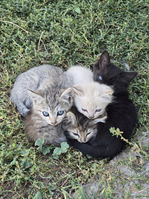 Отдам котят даром