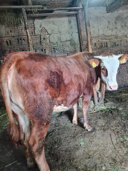 Vând vițică ,contactați-mă