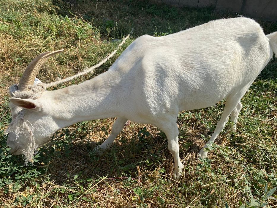 Породистый сауылатын ешкы