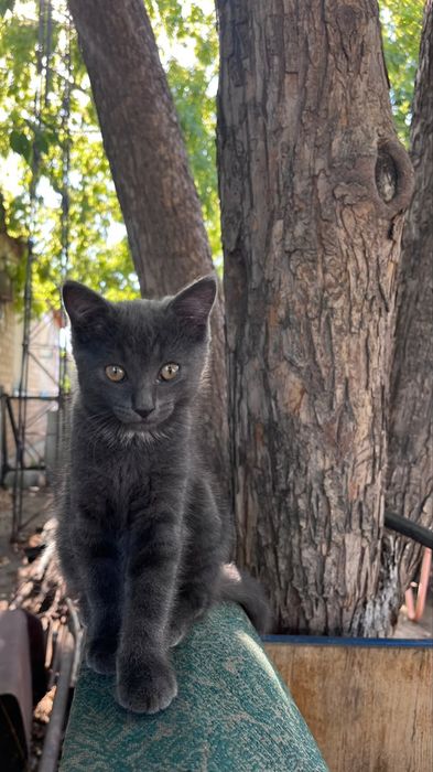 Отдадим котят даром в хорошие руки
