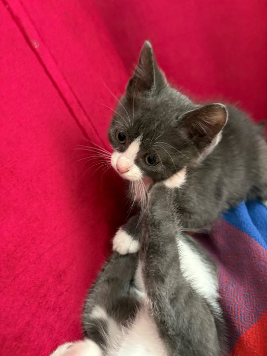 на добрые руки котенек девочка